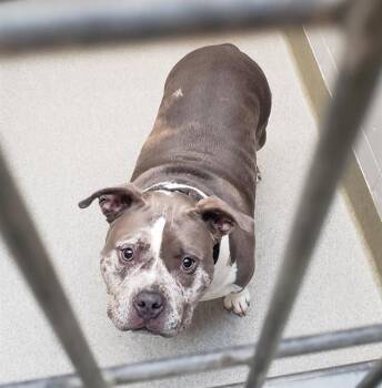 MISSY -  American Bulldog and Mixed Breed Dog for Adoption in Omaha, Nebraska - MISSY | PetCurious
