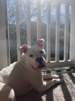 Mixed Breed Dogs Available for Adoption in Chamblee, Georgia - Snickers | PetCurious