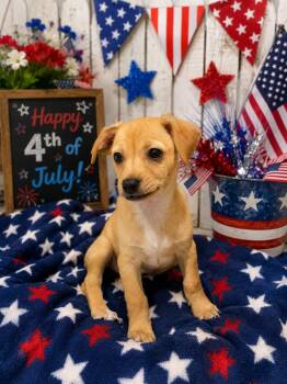 Eleanor -  Dachshund and Chihuahua Dog for Adoption in Orange, California - Eleanor | PetCurious