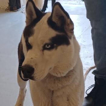Arbic -  Mixed Breed Dog for Adoption in Philadelphia, Pennsylvania - Arbic | PetCurious