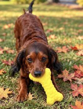 Gator -  Irish Setter and Cavalier King Charles Spaniel Dog for Adoption in Cuyahoga Falls, Ohio - Gator | PetCurious
