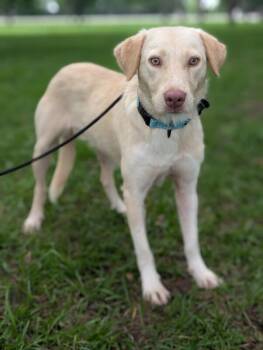 Maeve -  Yellow Labrador Retriever and Australian Shepherd Dog for Adoption in Aiken, South Carolina - Maeve | PetCurious