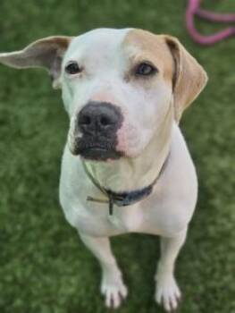 Mixed Breed Dogs Available for Adoption in Savannah, Georgia - Evi | PetCurious