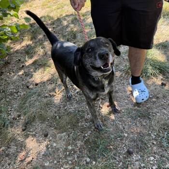 Thor -  Hound Dog for Adoption in Reeds Spring, Missouri - Thor | PetCurious