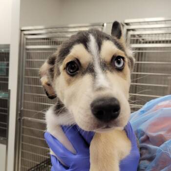 Groot -  Husky and Mixed Breed Dog for Adoption in Nashville, Indiana - Groot | PetCurious