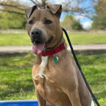 Riley -  Pit Bull Terrier Dog for Adoption in Kittanning, Pennsylvania - Riley | PetCurious