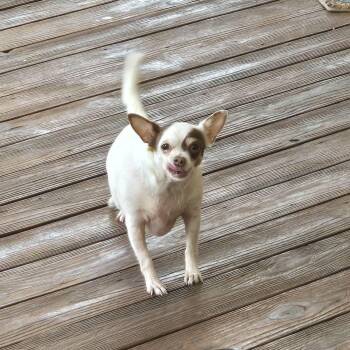 Fiona -  Chihuahua Dog for Adoption in Campbellsville, Kentucky - Fiona | PetCurious