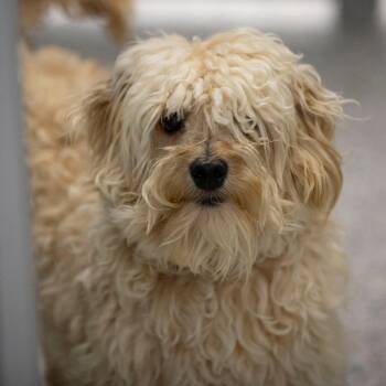 Winston (MY26-103) -  Coton De Tulear and Poodle Dog for Adoption in Peyton, Colorado - Winston (MY26-103) | PetCurious