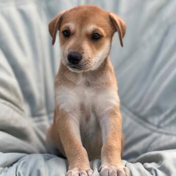 Chess Pup - Caissa -  Wire Fox Terrier and Shepherd Dog for Adoption in San Diego, California - Chess Pup - Caissa | PetCurious