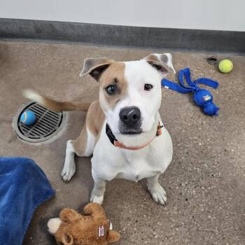 Mixed Breed Dogs Available for Adoption - Eddie | PetCurious
