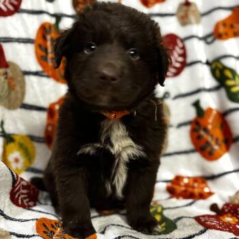 Benny -  Labrador Retriever and Australian Shepherd Dog for Adoption in Liverpool, Texas - Benny | PetCurious