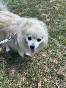 Pomeranian Dogs Available for Adoption in Charlotte, North Carolina - Louie | PetCurious