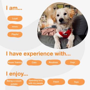 Sesame -  Spaniel and Mixed Breed Dog for Adoption in Los Angeles, California - Sesame | PetCurious