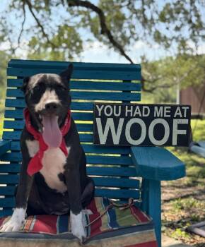 Rescue Shepherd Dogs for Adoption in Mathis, Texas - Slinky | PetCurious