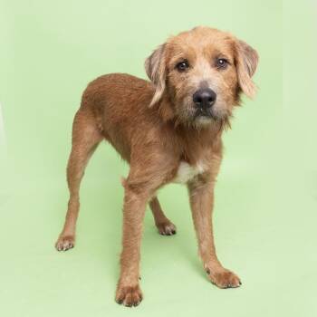Mixed Breed Dogs Available for Adoption in Franklin, Tennessee - Archie | PetCurious