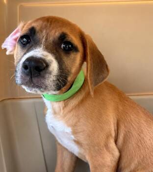 Ruby -  Mixed Breed Dog for Adoption in Groveland, Massachusetts - Ruby | PetCurious