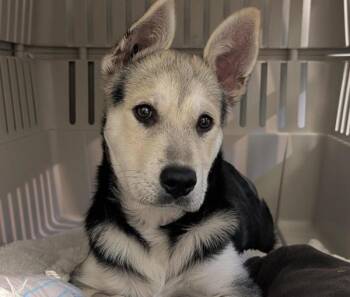 Ishka -  Mixed Breed Dog for Adoption in Winnipeg, Manitoba - Ishka | PetCurious