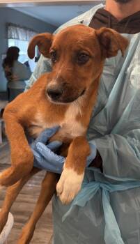 Mixed Breed Dogs Available for Adoption in Rock Hill, New York - Snowball | PetCurious