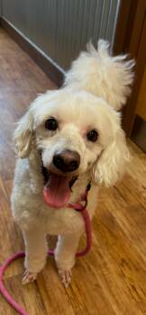 Flying Noodle -  Maltipoo Dog for Adoption in Armada, Michigan - Flying Noodle | PetCurious