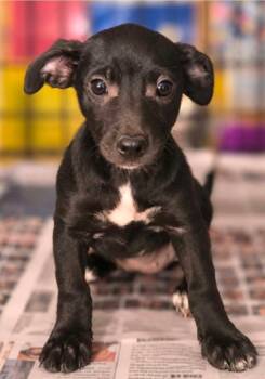 Twyla Mae Netherland -  Hound and Jack Russell Terrier Dog for Adoption in El Dorado, Arkansas - Twyla Mae Netherland | PetCurious