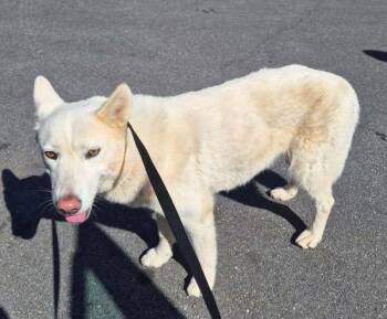 Siberian Husky Dogs Available for Adoption - Pen 211c | PetCurious