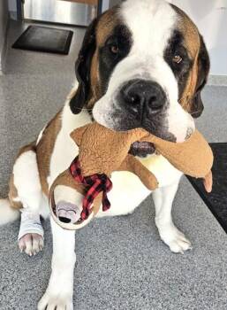 Saint Bernard Dogs Available for Adoption in Waupaca, Wisconsin - Smalls | PetCurious