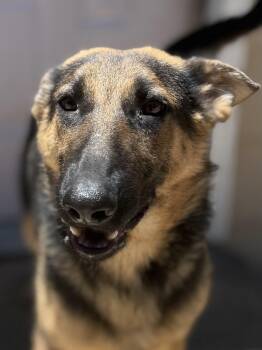 Blaze -  German Shepherd Dog Dog for Adoption in Jefferson City, Missouri - Blaze | PetCurious