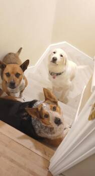 Yuki -  Great Pyrenees Dog for Adoption in Millcreek, Utah - Yuki | PetCurious