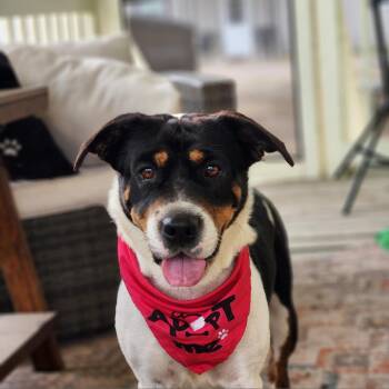 Rescue Shar Pei and Mixed Breed Dogs for Adoption in Austin, Texas - Miss Bea JuM | PetCurious