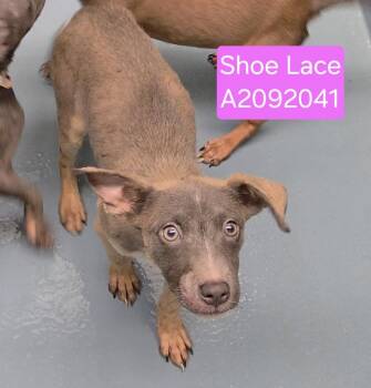 SHOE LACE -  Staffordshire Bull Terrier and Mixed Breed Dog for Adoption in Houston, Texas - SHOE LACE | PetCurious