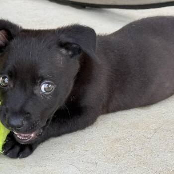Cole -  Black Labrador Retriever and Miniature Dachshund Dog for Adoption in Southside, Tennessee - Cole | PetCurious