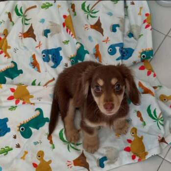 Blue Moon -  Dachshund Dog for Adoption in Mount Pleasant, South Carolina - Blue Moon | PetCurious