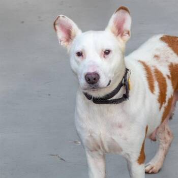 Australian Cattle Dog Blue Heeler and Mixed Breed Dogs Available for Adoption - WALLABY | PetCurious