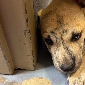 Zeus -  Mixed Breed Dog for Adoption in Gadsden, Alabama - Zeus | PetCurious