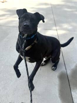 Barnacle Boy -  Pit Bull Terrier and Mixed Breed Dog for Adoption in King William, Virginia - Barnacle Boy | PetCurious