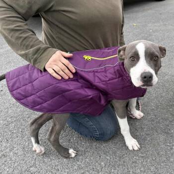 Rescue Pit Bull Terrier Dogs for Adoption in Schenectady, New York - Bonnie | PetCurious