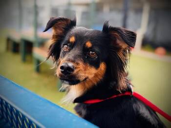 CRYSTAL -  English Cocker Spaniel and Dachshund Dog for Adoption in Orlando, Florida - CRYSTAL | PetCurious