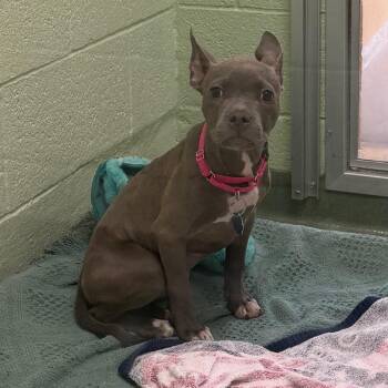 Nikki -  Mixed Breed Dog for Adoption in West Palm Beach, Florida - Nikki | PetCurious