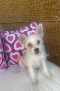 Terrier Dogs Available for Adoption - Poppy | PetCurious