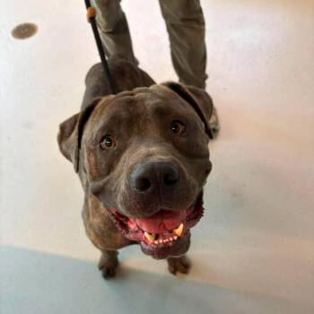 Nanook - SH 9/10 -  Mixed Breed Dog for Adoption in Huntington, West Virginia - Nanook - SH 9/10 | PetCurious