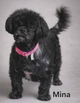 Shih Tzu Dogs Available for Adoption - MINA PAWS | PetCurious