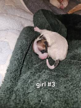 Female 1 -  Chiweenie Dog for Sale in Camden, Tennessee - Female 1 | PetCurious