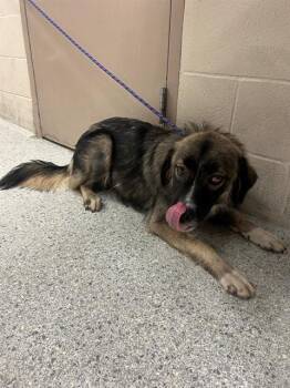 COSMO -  Anatolian Shepherd and Mixed Breed Dog for Adoption in Conroe, Texas - COSMO | PetCurious