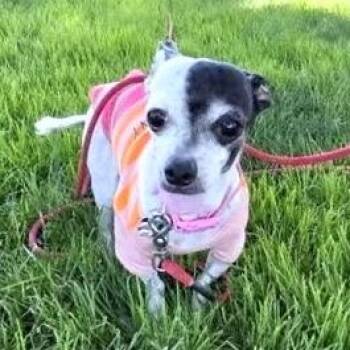 Tiny Oreo -  Chihuahua and Terrier Dog for Adoption in St. Helens, Oregon - Tiny Oreo | PetCurious