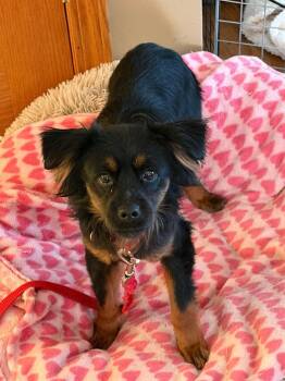 Yorkshire Terrier and Mixed Breed Dogs Available for Adoption in Warren, Michigan - Dustin | PetCurious