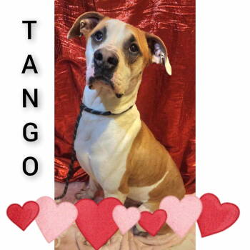 Rescue Boxer Dogs for Adoption in Sullivan, Indiana - Tango | PetCurious