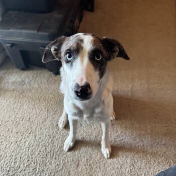 Rescue Catahoula Leopard Dog and Australian Shepherd Dogs for Adoption in Tonopah, Arizona - Suki | PetCurious