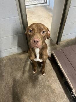 Rescue American Staffordshire Terrier and Mixed Breed Dogs for Adoption in Chester, South Carolina - CULEBRA | PetCurious