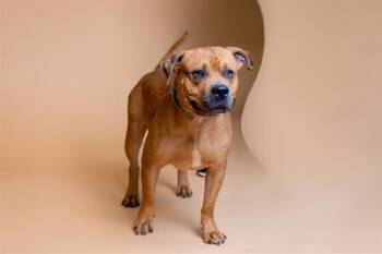 Rescue American Bulldog Dogs for Adoption in Doral, Florida - SCOOBY | PetCurious