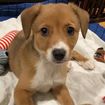 Mixed Breed Dogs Available for Adoption in Shorewood, Illinois - Tessa | PetCurious